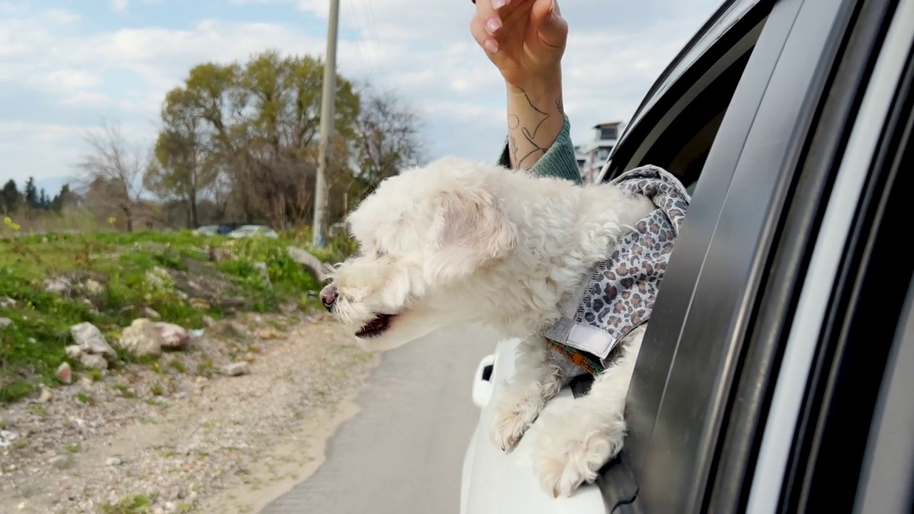 马耳他梗犬把头伸出车窗，观察周围的环境。4 k视频视频素材