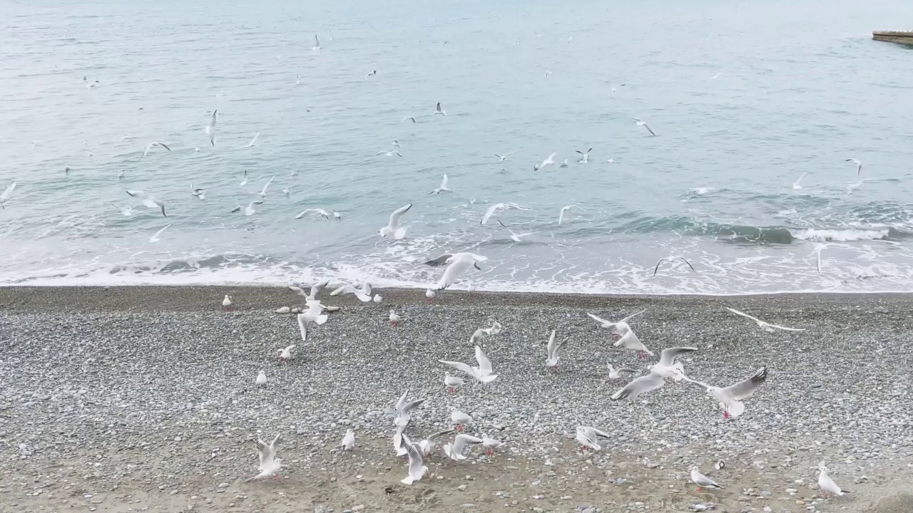 一群海鸥在海边乱飞乱吃视频素材
