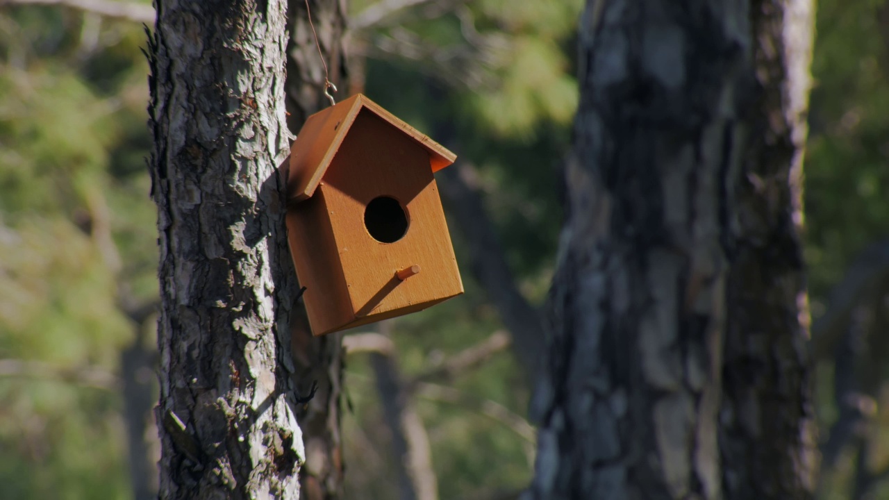 可爱的喂鸟器在树上花园或森林，平静的夏季自然，观鸟视频下载