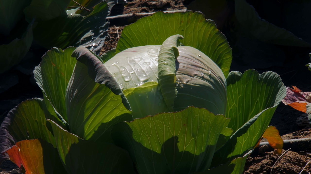 菜园子里长着卷心菜，在阳光明媚的日子里特写，叶子上滴着水视频下载