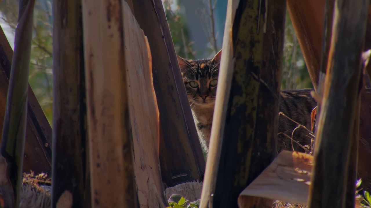 村子里可爱的虎斑猫，动物在阳光明媚的夏日漫步在大自然中视频下载