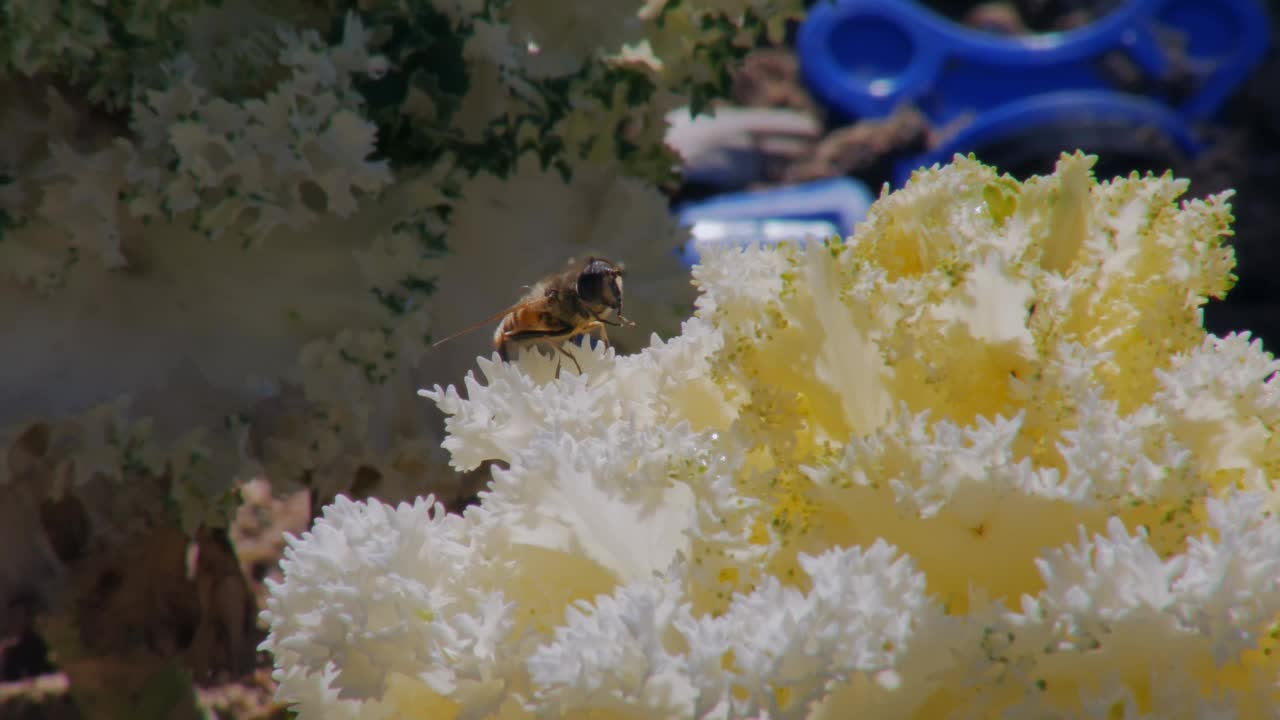 蜜蜂在花上，宏观拍摄在花园里，蜜蜂坐在白色的花瓣上视频下载