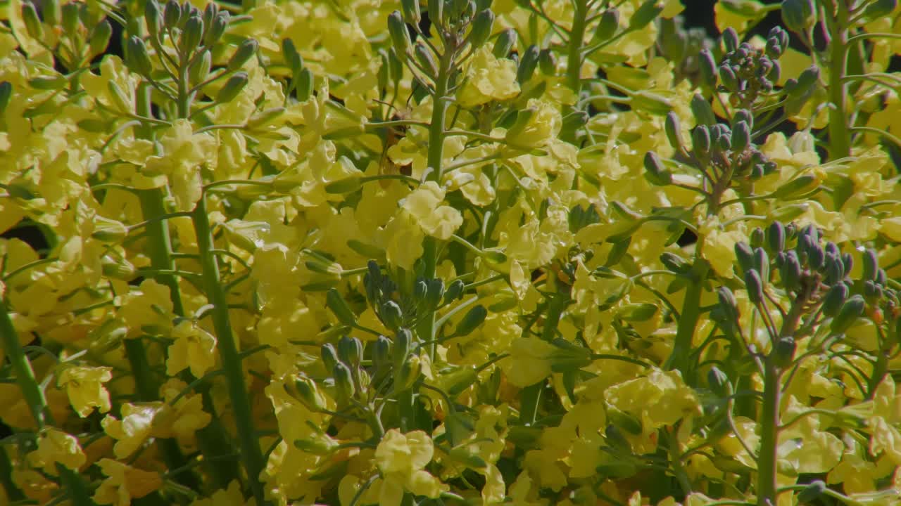 夏季或春季，蜜蜂正在草地上的黄色花朵上授粉视频下载