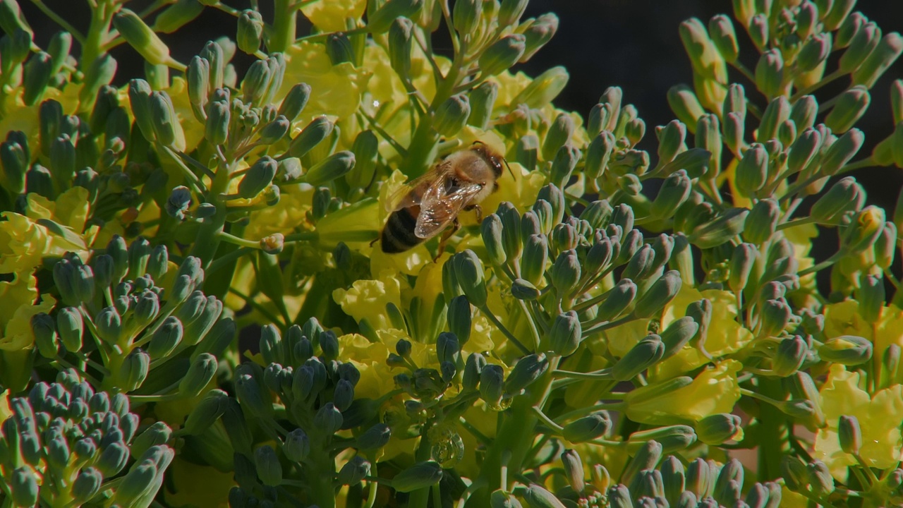 黄色花朵上的小蜜蜂，在花园、自然草地上的宏观拍摄视频下载