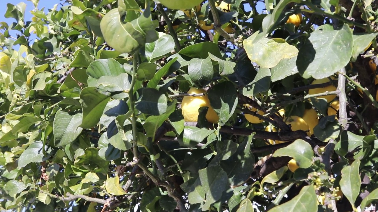 黄色的柠檬挂在树上。阳光下，成熟的柠檬挂在树枝上。健康的柠檬树。意大利花园里的柠檬树枝上挂着一串串新鲜的黄色成熟柠檬。视频素材