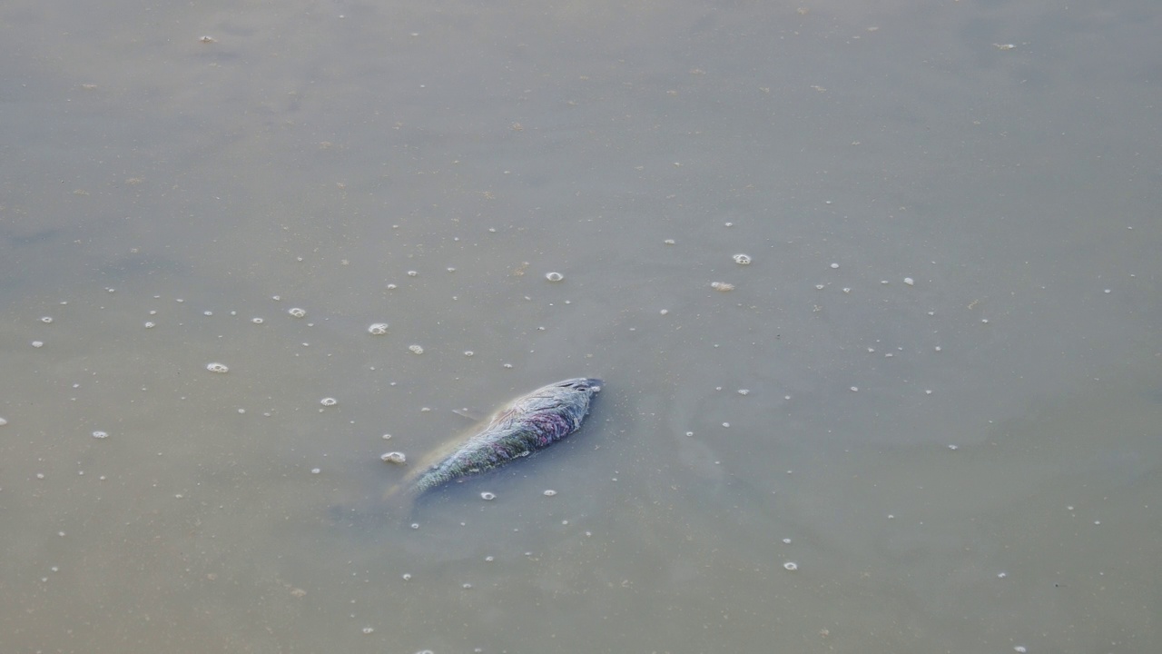 干涸的河床上有死鱼。视频素材