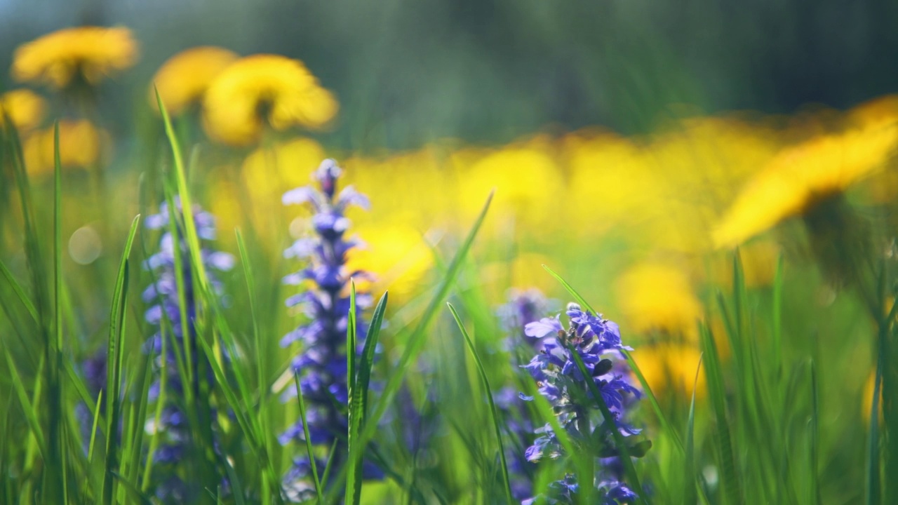野花盛开。盛开的紫罗兰花和黄色的蒲公英视频素材
