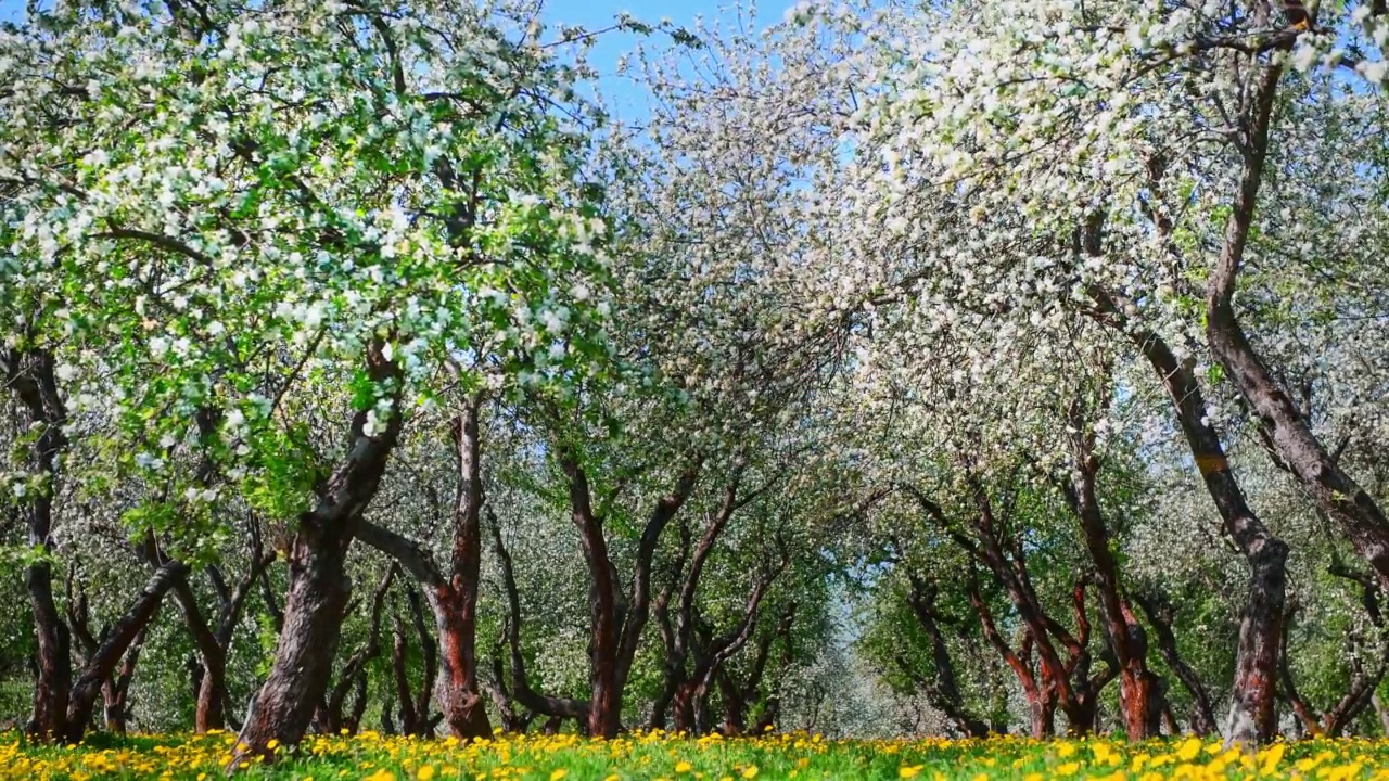 春天果园里开满白花的苹果树。视频素材