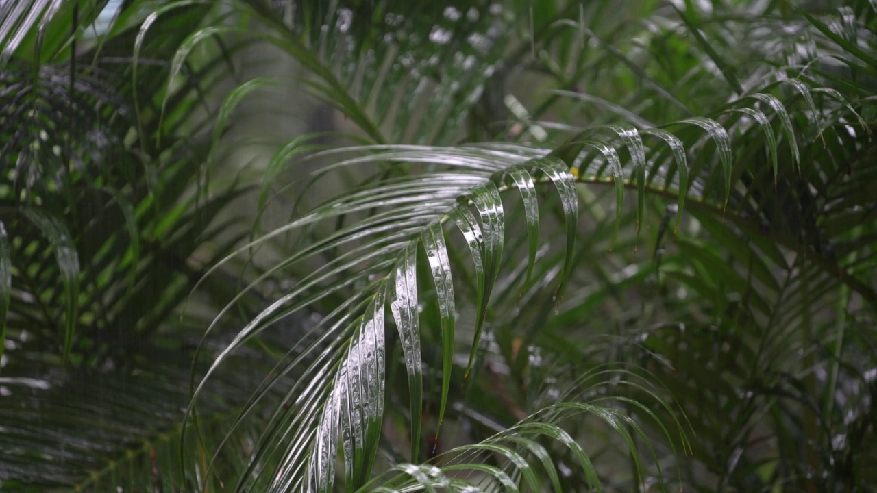 在泰国，热带雨滴落在大的绿色棕榈叶上视频素材