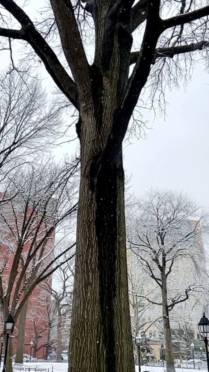 在白雪覆盖的华盛顿广场公园的一棵树的垂直慢镜头视频素材