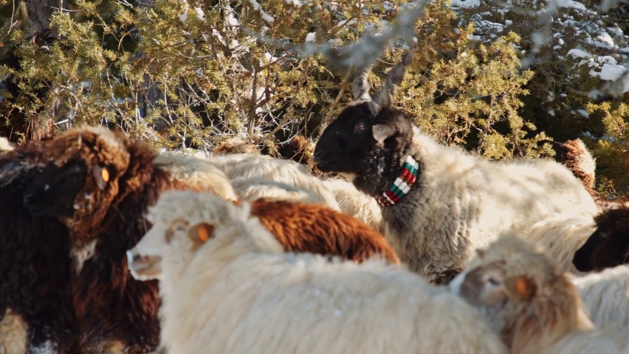 羊养殖。一群羊在山上被雪覆盖的牧场上吃草。3剪辑包。视频素材