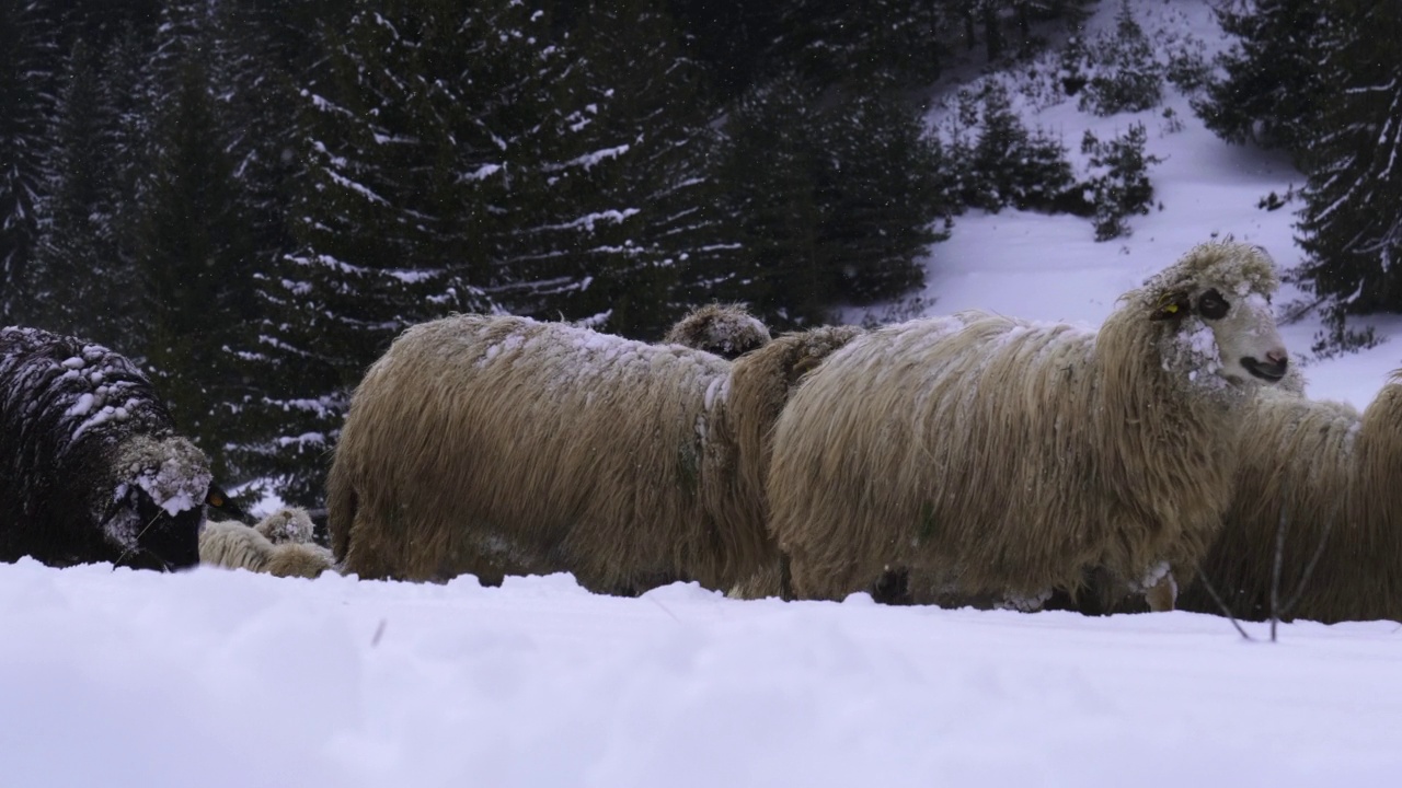 羊养殖。一群羊在山上被雪覆盖的牧场上吃草。4夹包。视频素材