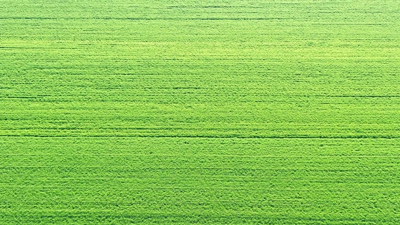 空中拍摄的春天的麦田视频素材