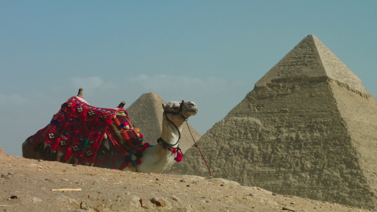 吉萨金字塔前的骆驼。视频素材