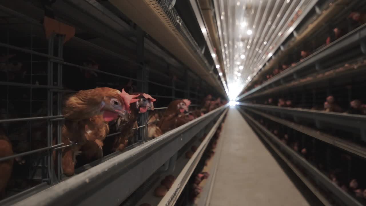 家禽农场里的下蛋鸡视频下载