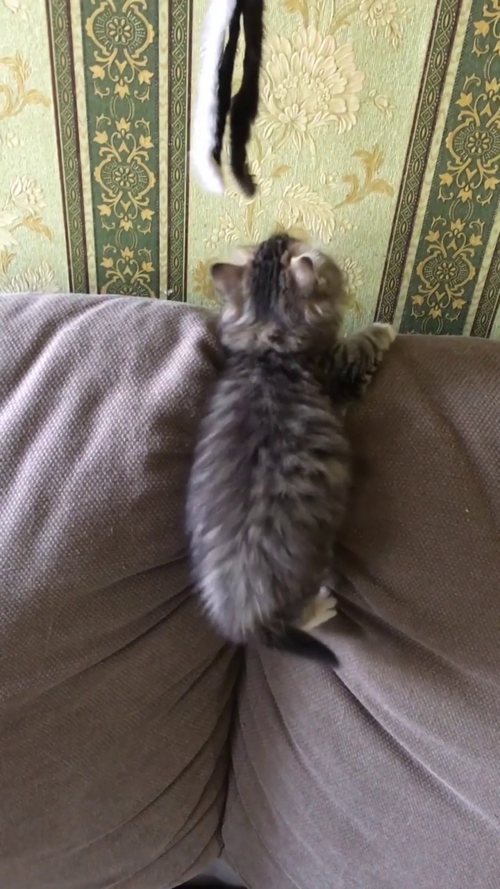 一只小虎斑猫正在爬上沙发的背面玩着一根鱼竿。垂直视频视频素材