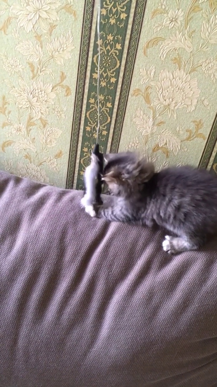 一只小花猫正在沙发垫子上玩鱼竿。垂直视频视频素材