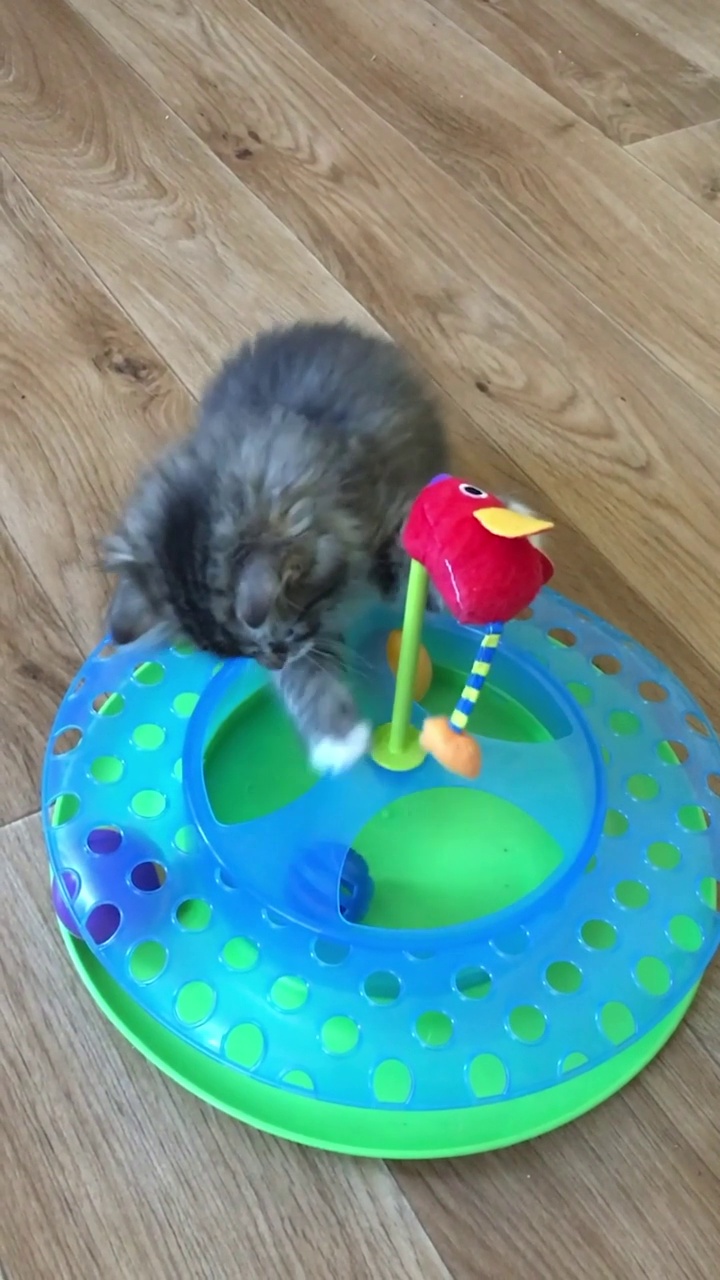 一只可爱的小虎斑猫攻击玩具老鼠，并玩着一个教育玩具。垂直视频视频素材