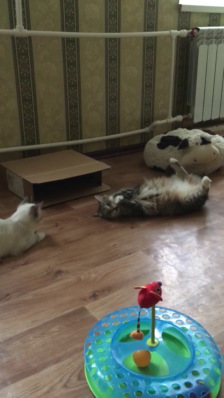 一只虎斑猫在玩玩具老鼠，一只泰国猫在看。垂直视频视频素材