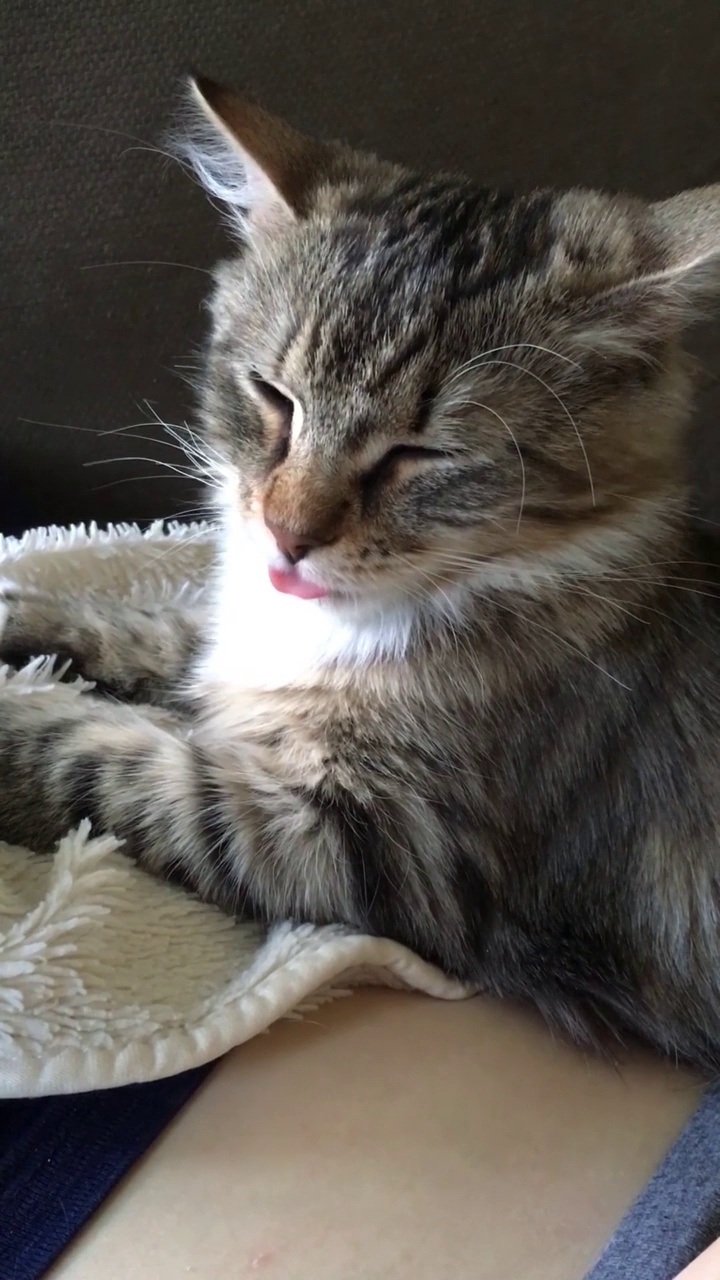 虎斑猫蠕动着舌头，好像在吸奶。垂直视频视频素材