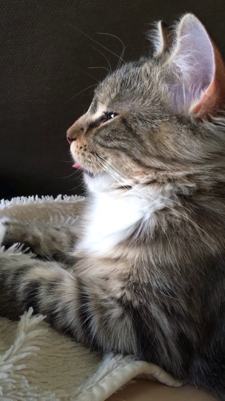 一只虎斑猫侧身移动着舌头，好像在吸奶。垂直视频视频下载