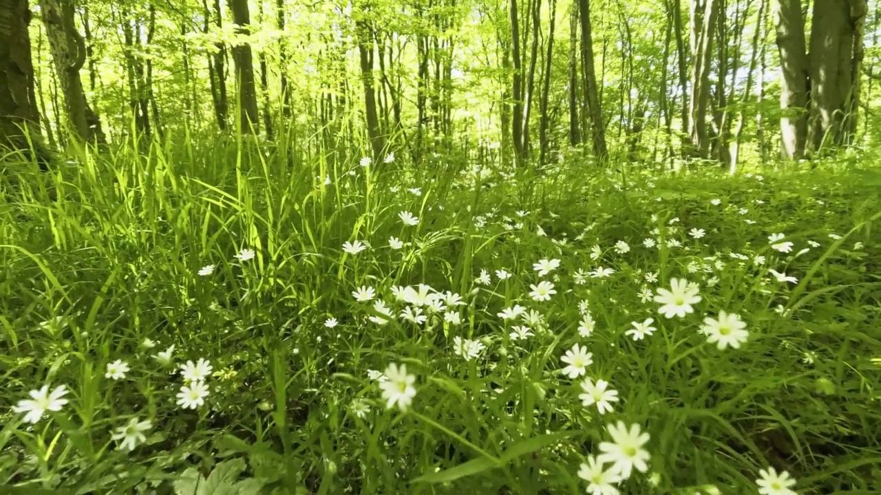 漫步在田园诗般的花草地森林的夏天视频素材