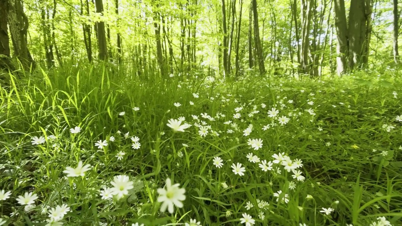 漫步在田园诗般的花草地森林的夏天视频素材