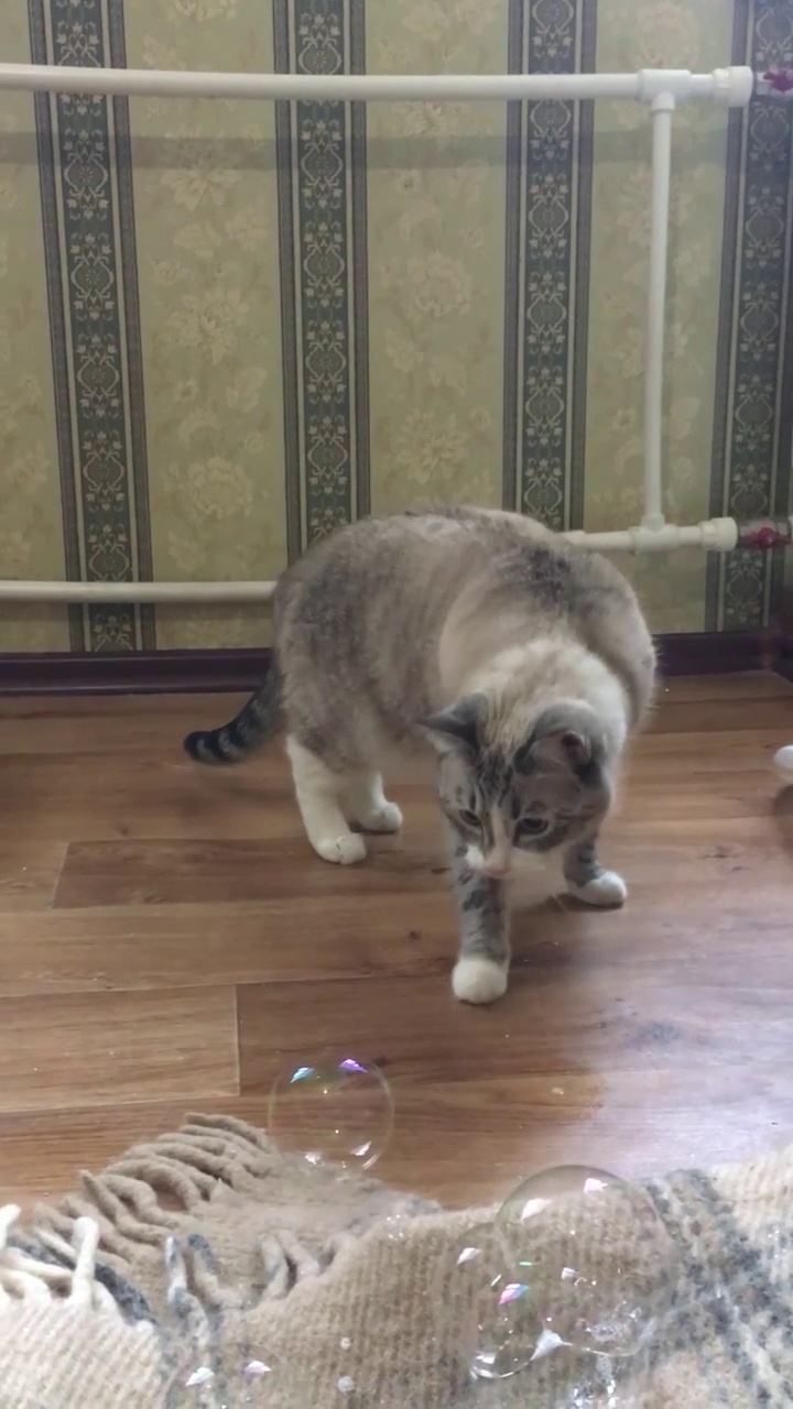 泰国猫和西伯利亚猫嗅着肥皂泡，抓住肥皂泡。垂直视频视频素材