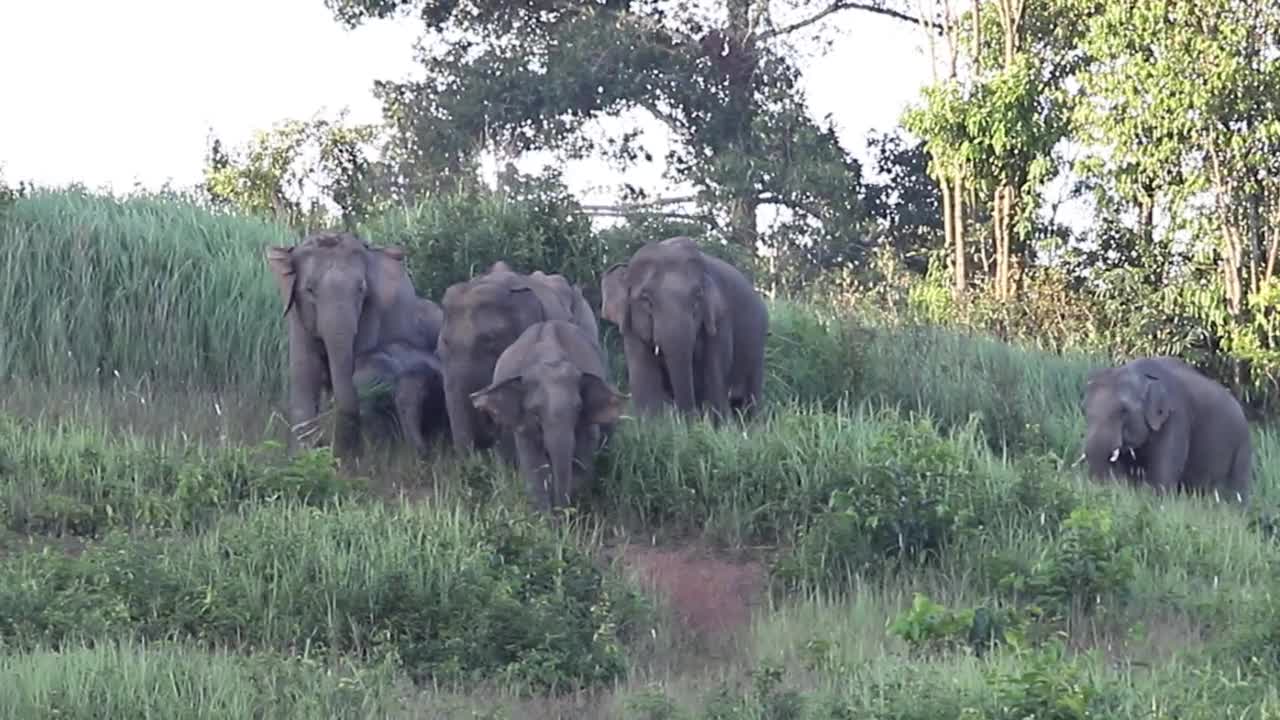 一群亚洲象在野外吃着青草视频素材