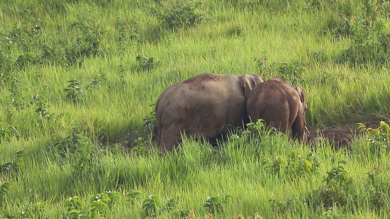 一群亚洲象在野外吃着青草视频素材