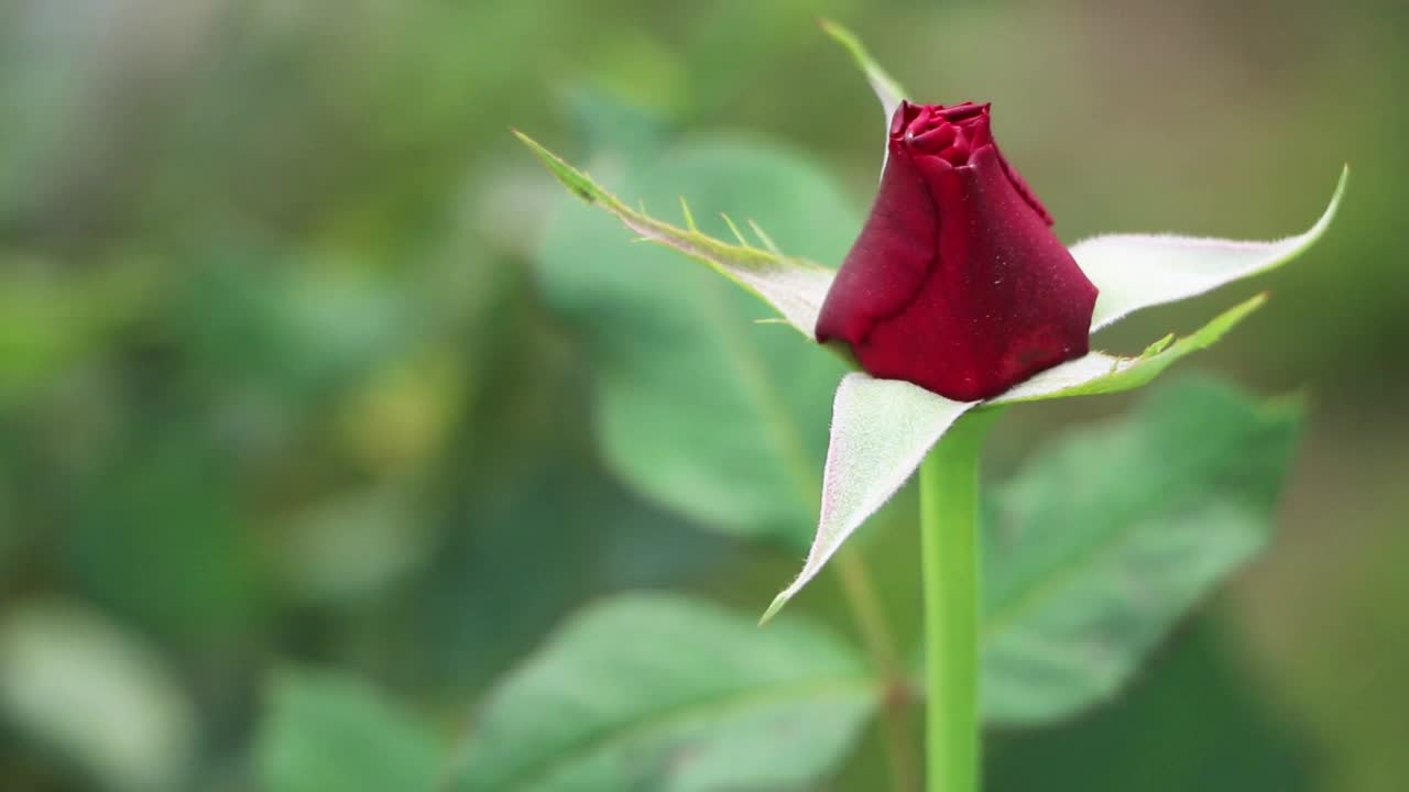 cu -特写的一个单一的红玫瑰生长在灌木与绿色植物的背景。在一个夏日的下午，一朵鲜艳美丽的粉红色玫瑰在花园里盛开。视频素材