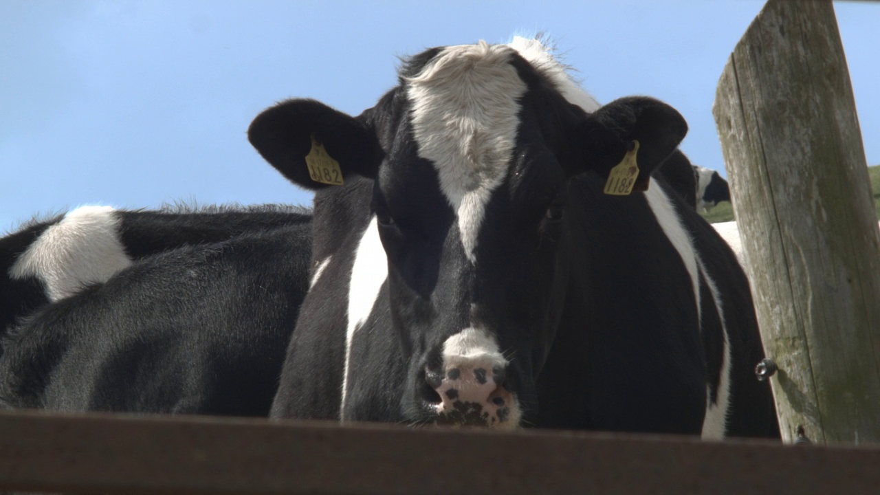 黑色和白色美丽的奶牛吃草和放松视频下载