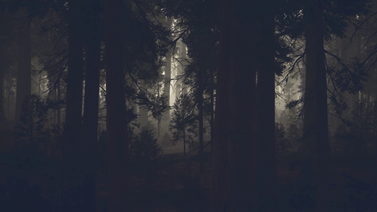 黑松树林中的黑树干视频素材