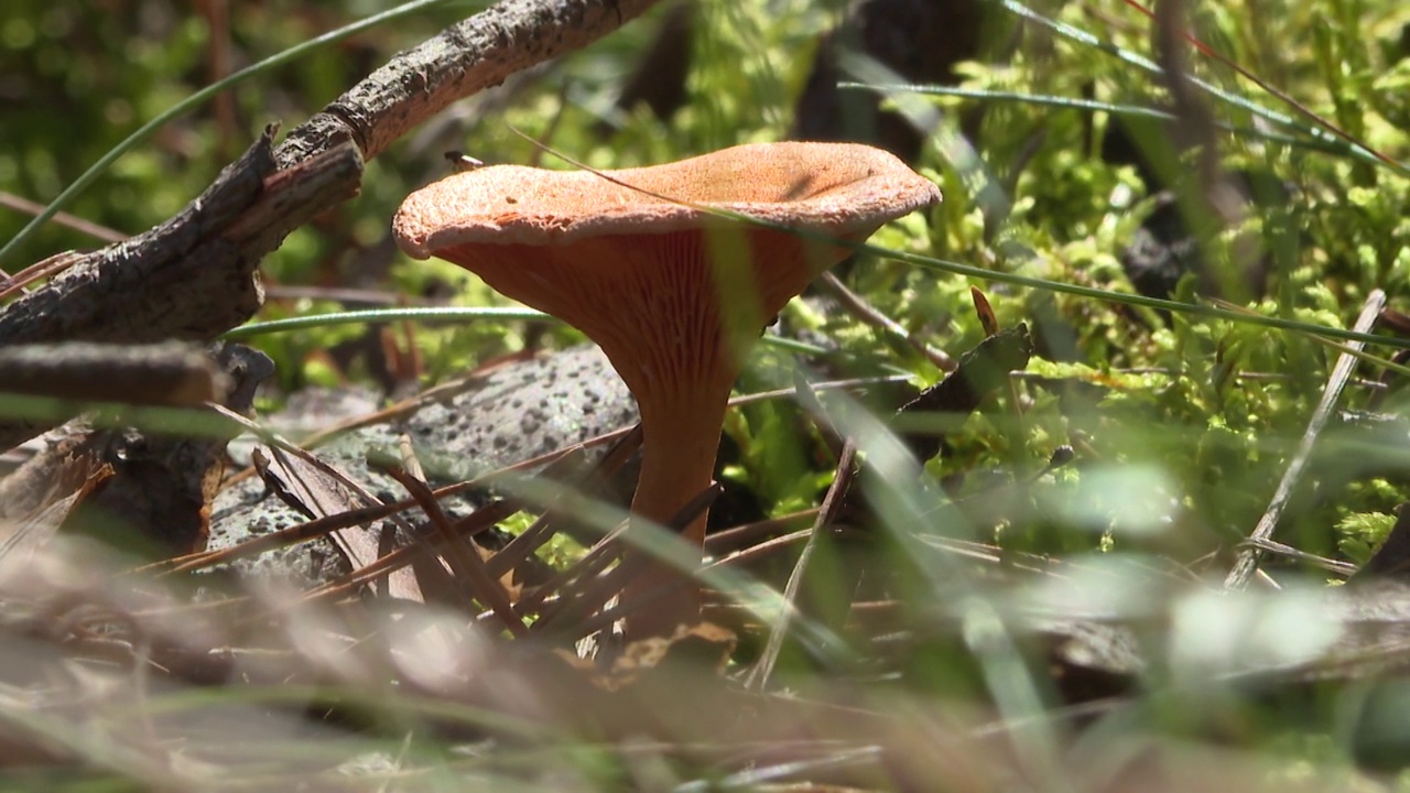 阳光下的蘑菇视频下载