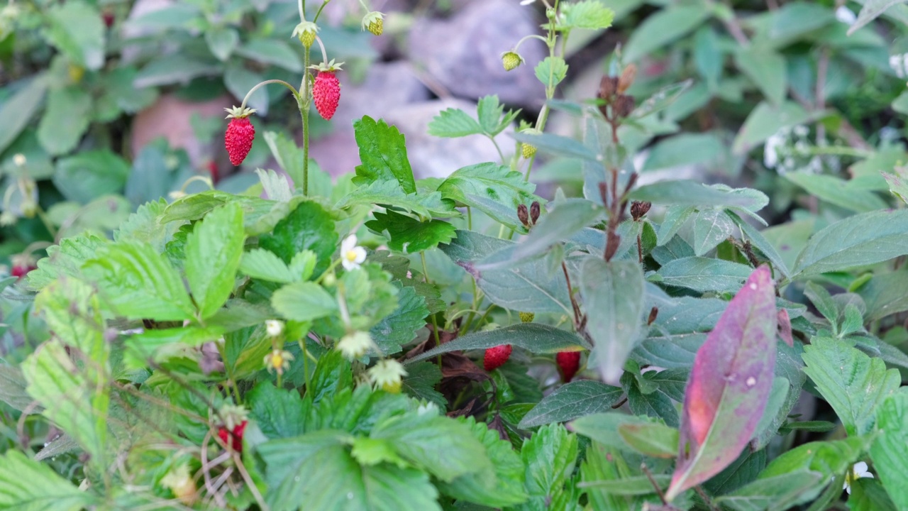 夏天，农夫从绿色的灌木丛中采摘红草莓。视频素材