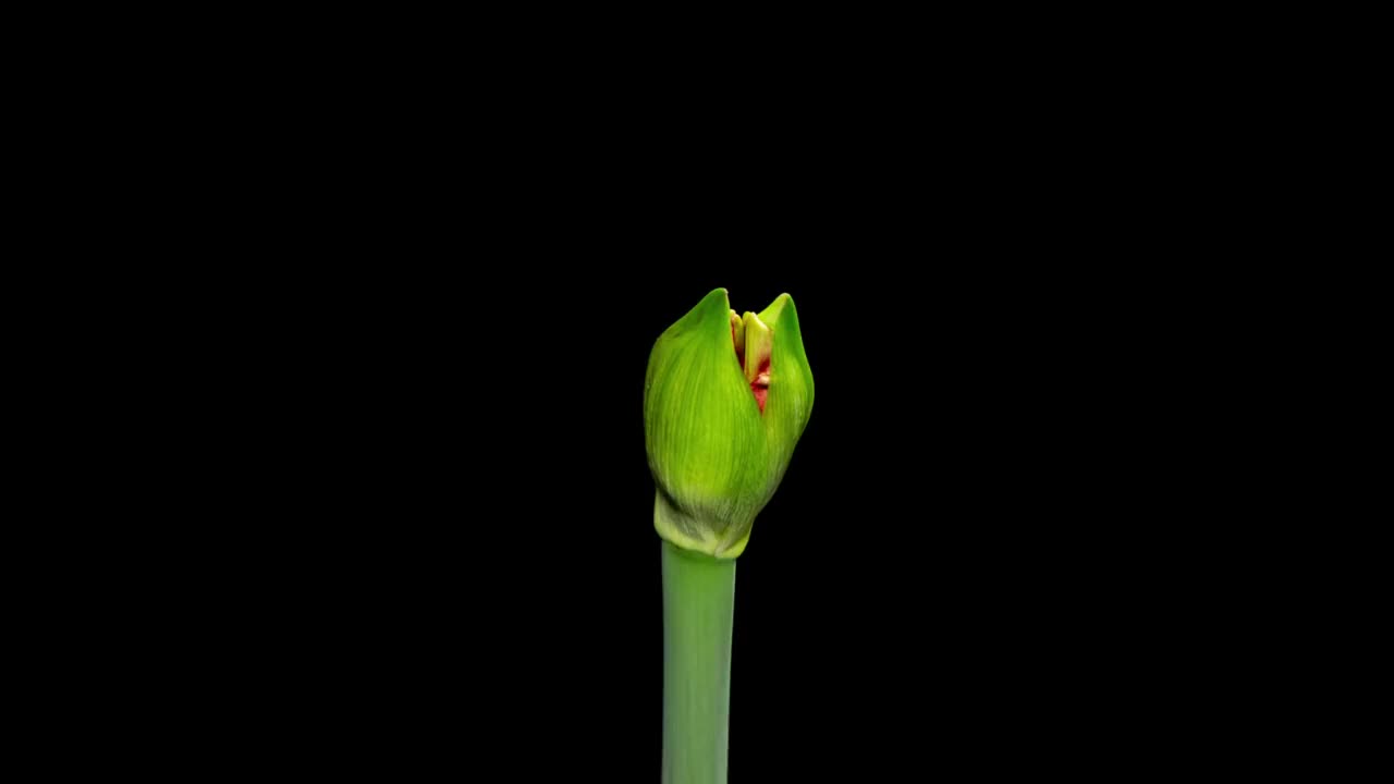 红色的孤挺花蓓蕾在黑色背景上的时间推移中开放。完美的春天植物，长得快。完美的室内植物视频素材