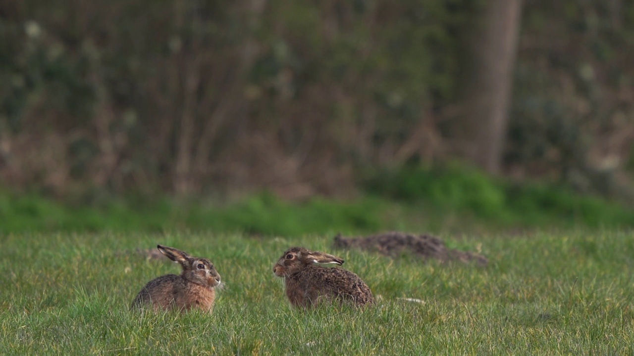 两只野兔(Lepus europaeus)在草地上，一只野兔拍打着另一只。视频素材