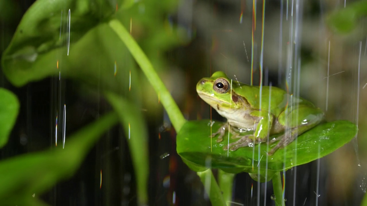 青蛙在水中沐浴的4K慢动作视频。视频素材