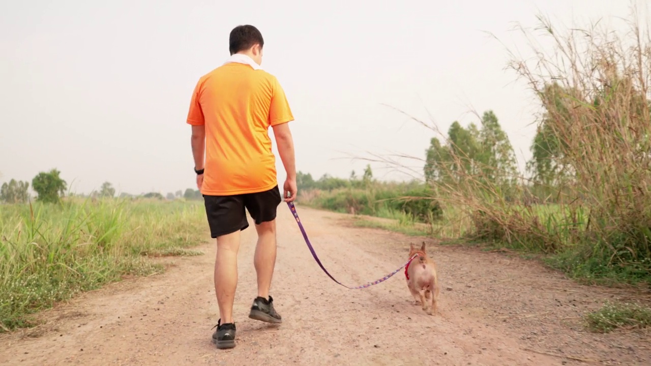 后视镜:亚洲中年男子散步锻炼与他心爱的好玩的纯种法国斗牛犬使用宠物皮带沿着美丽的绿色稻田，积极的生活方式在农村场景视频下载