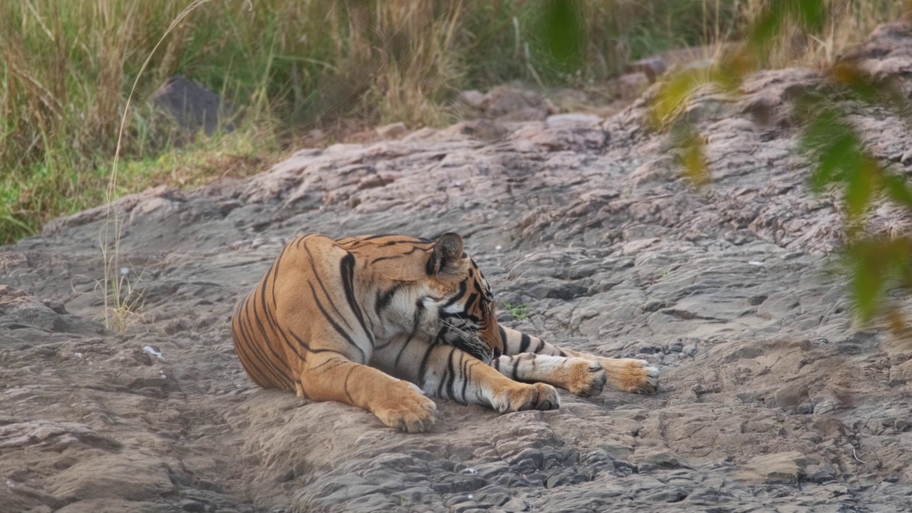 美丽的皇家孟加拉虎在印度拉贾斯坦邦的兰桑博尔国家公园休息视频素材