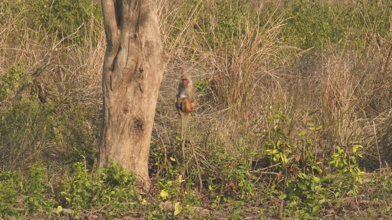 在印度北阿坎德邦jim corbett国家公园或老虎保护区的迪卡拉区，冬天早上的狩猎活动中，恒河猴或猕猴宝宝栖息在眼平的树干上的完整镜头视频下载