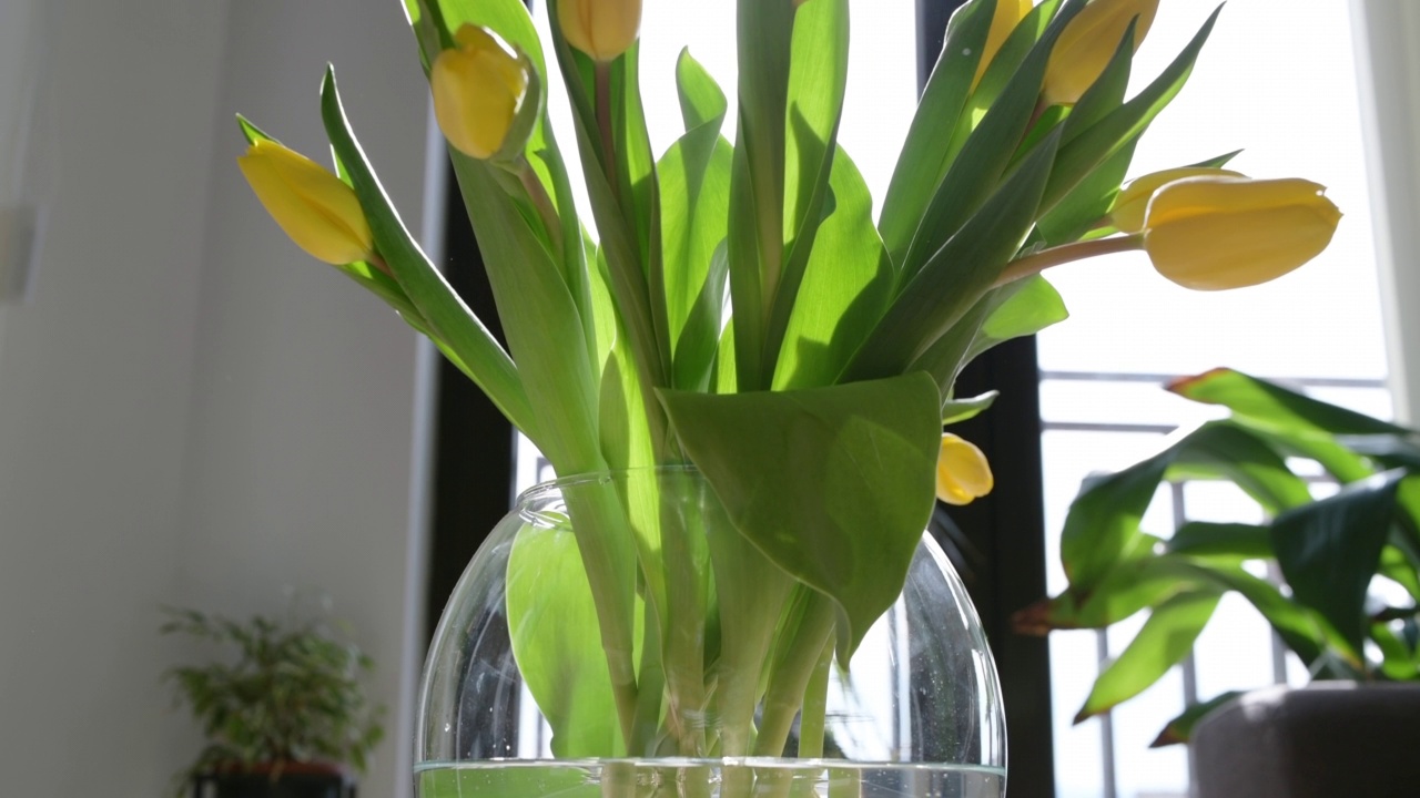 春天的黄色郁金香在家里。视频下载