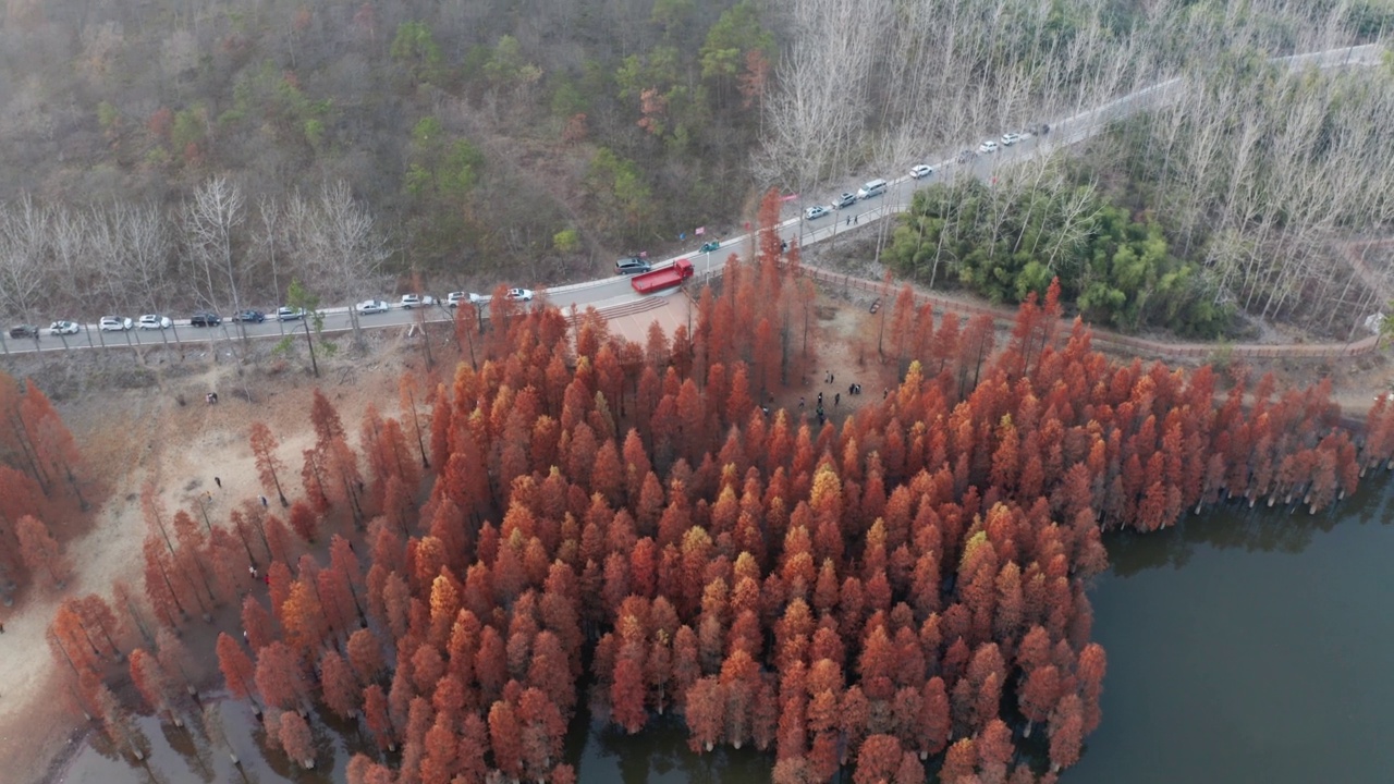 湖边有一片红色的树林视频下载