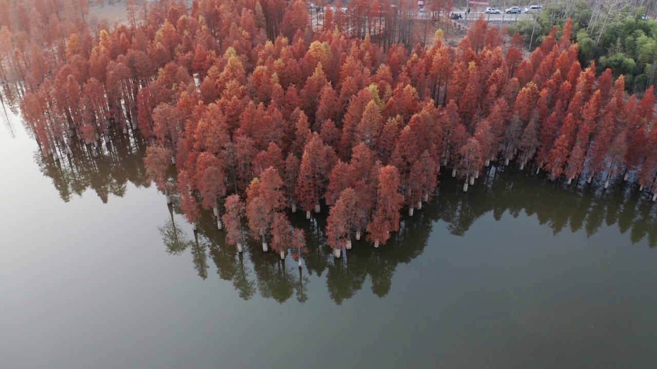 湖里有红木视频下载