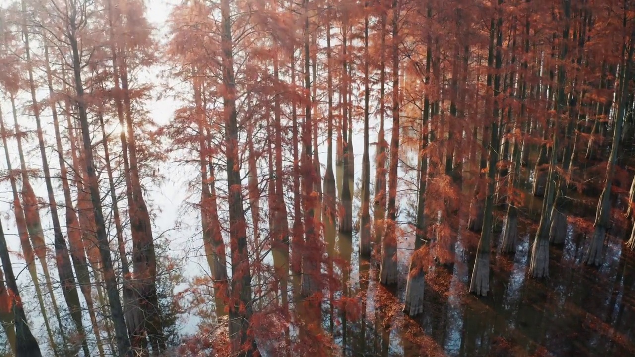 早晨阳光穿过红树林视频下载