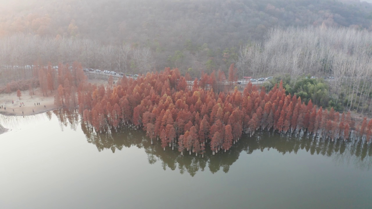 湖里有红木视频下载