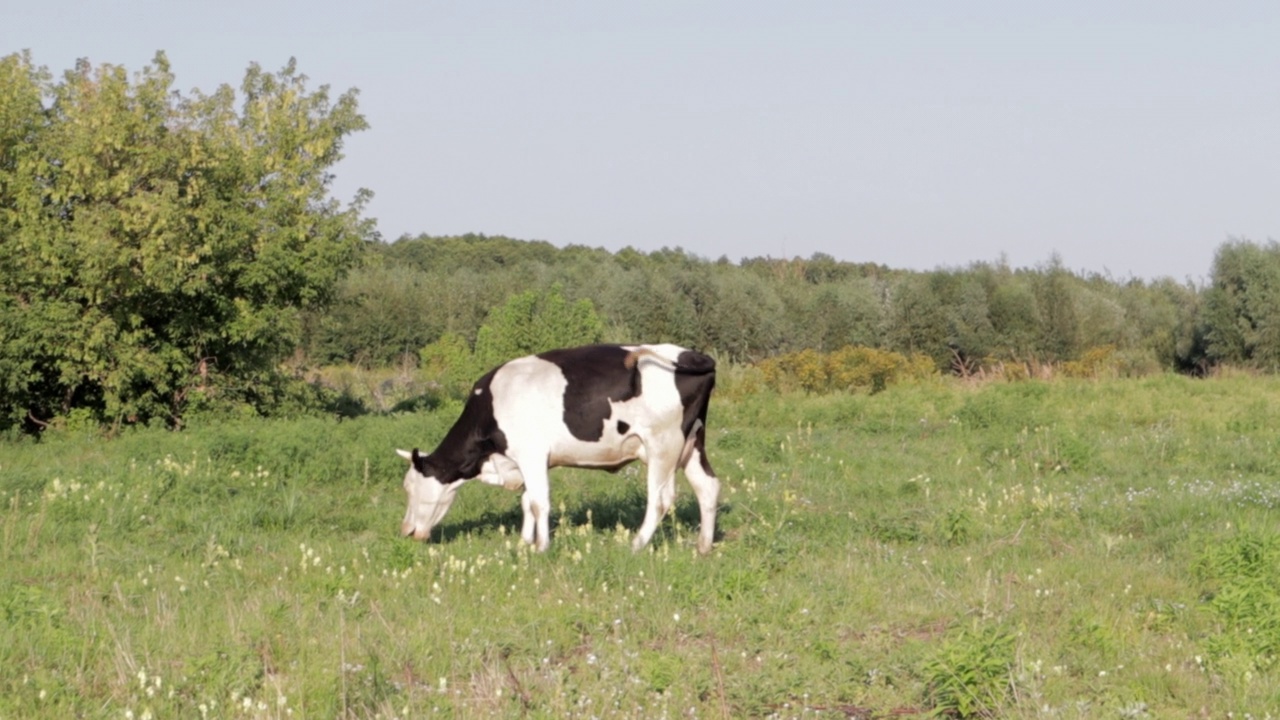 牧羊人在绿色的草地上收集奶牛。奶牛牧场。牧羊人在被奶牛包围的田地里。牛。牲畜业务视频素材