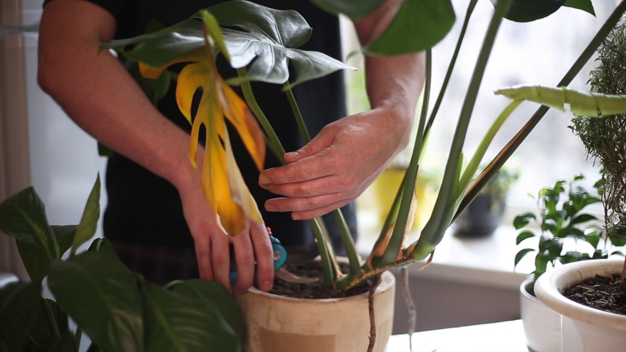 室内植物站在家里的桌子上，在窗户的背景下。在前景中，一名男子的手用一片黄色的叶子剪下了一株Monstera植物的病叶子。园艺的概念视频下载