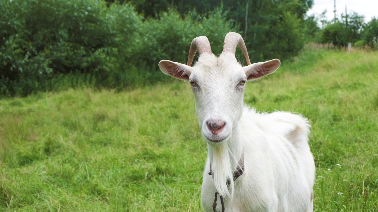 在草地上吃草的白色山羊的肖像。在特写镜头中，这只动物看着镜头，摆动着它的耳朵。视频下载