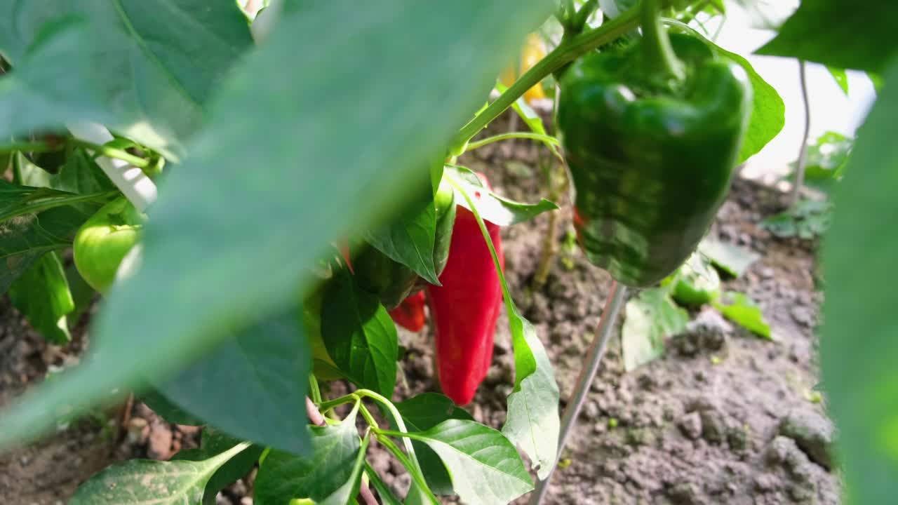 农民的手采摘温室里生长的辣椒。种植收获作物有机健康食品温室园艺概念。视频下载